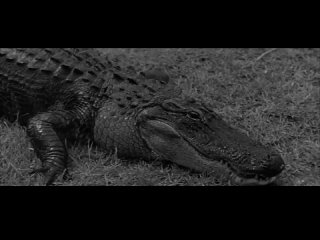 alligator people / the alligator people (1959)