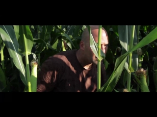 fields of corn (rows, 2015)